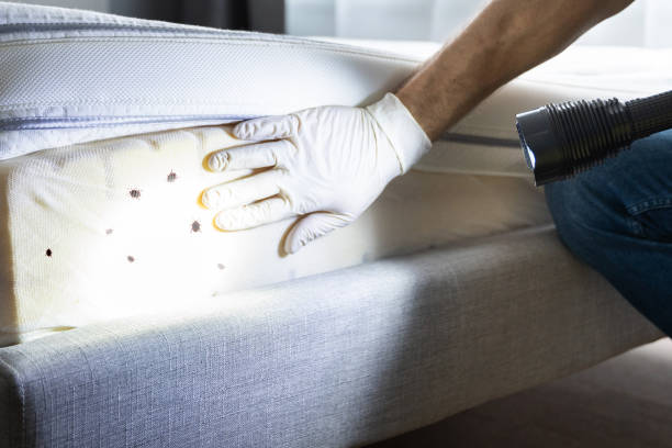 Best Ant Control Services  in South Fulton, GA